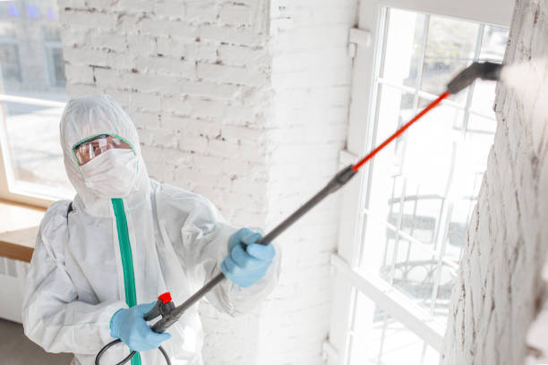 Environmental Consulting for Mold Prevention